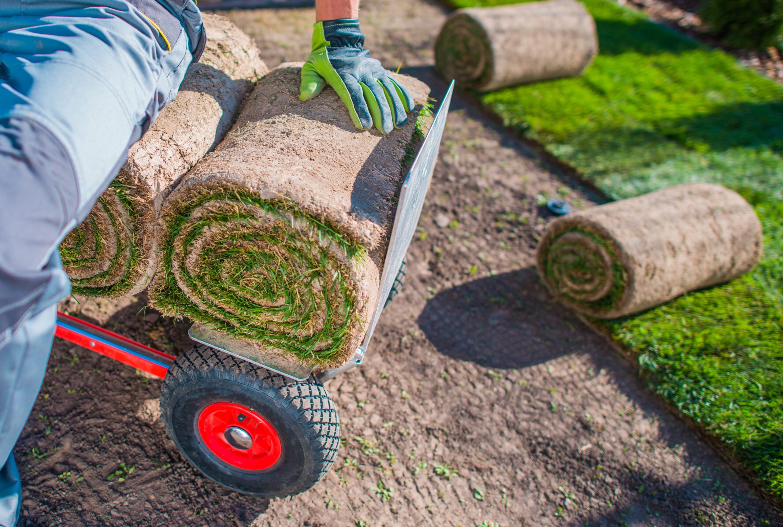 Grass rolls on wheelbarrow with gardener installing sod