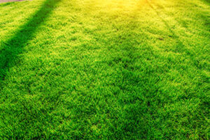 A vibrant green lawn with neatly trimmed grass, representing a well-maintained residential yard.