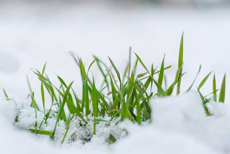Frozen Lawn how freezing temperatures affect your grass