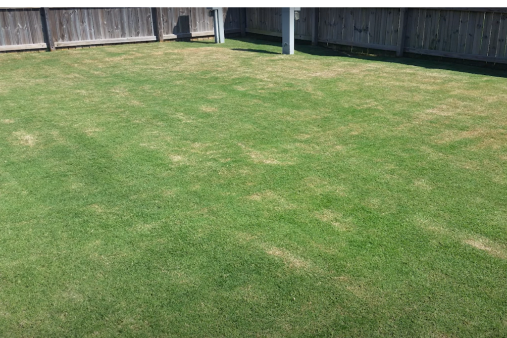 patchy and yellow grass before our lawn revival treatment